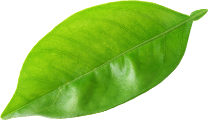 Citrus Tree Leaf 