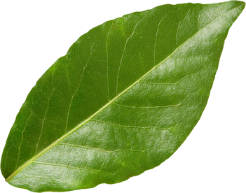 Bay Leaf